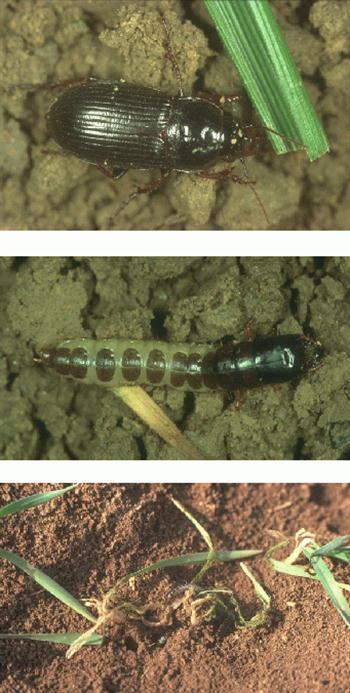 سوسک سیاه گندم